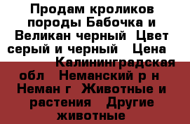 Продам кроликов породы Бабочка и Великан черный. Цвет серый и черный › Цена ­ 200-800 - Калининградская обл., Неманский р-н, Неман г. Животные и растения » Другие животные   